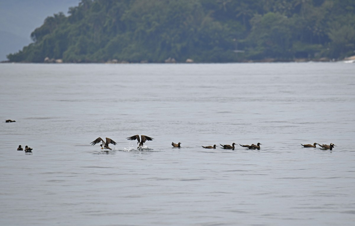 Brown Booby (Atlantic) - ML629894714