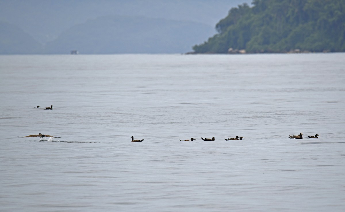 Brown Booby (Atlantic) - ML629894715