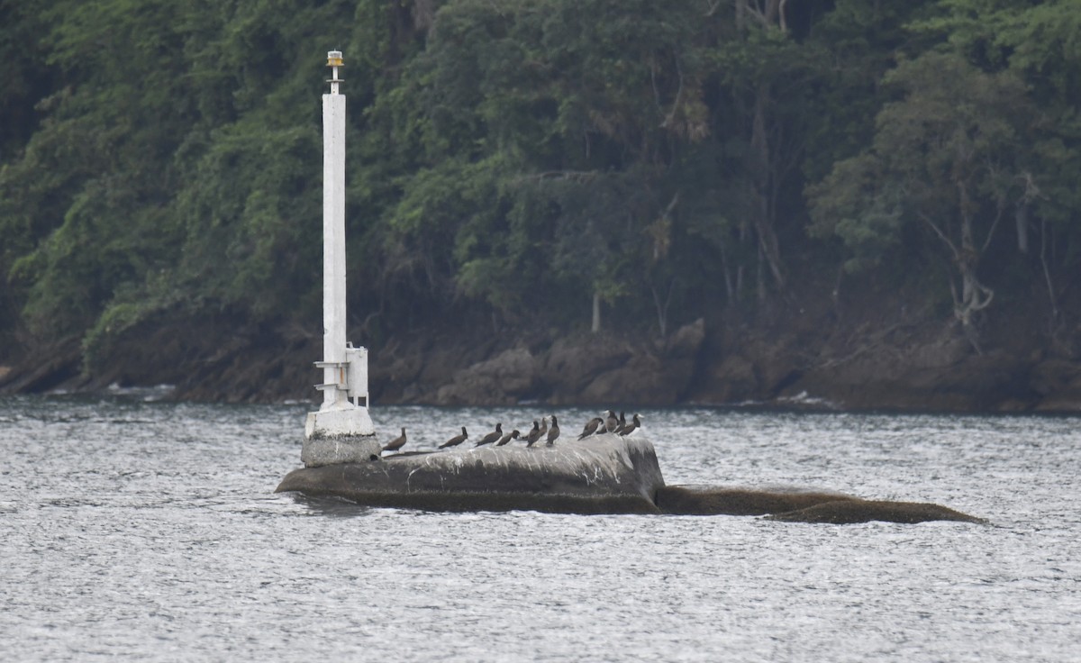 Brown Booby (Atlantic) - ML629894793