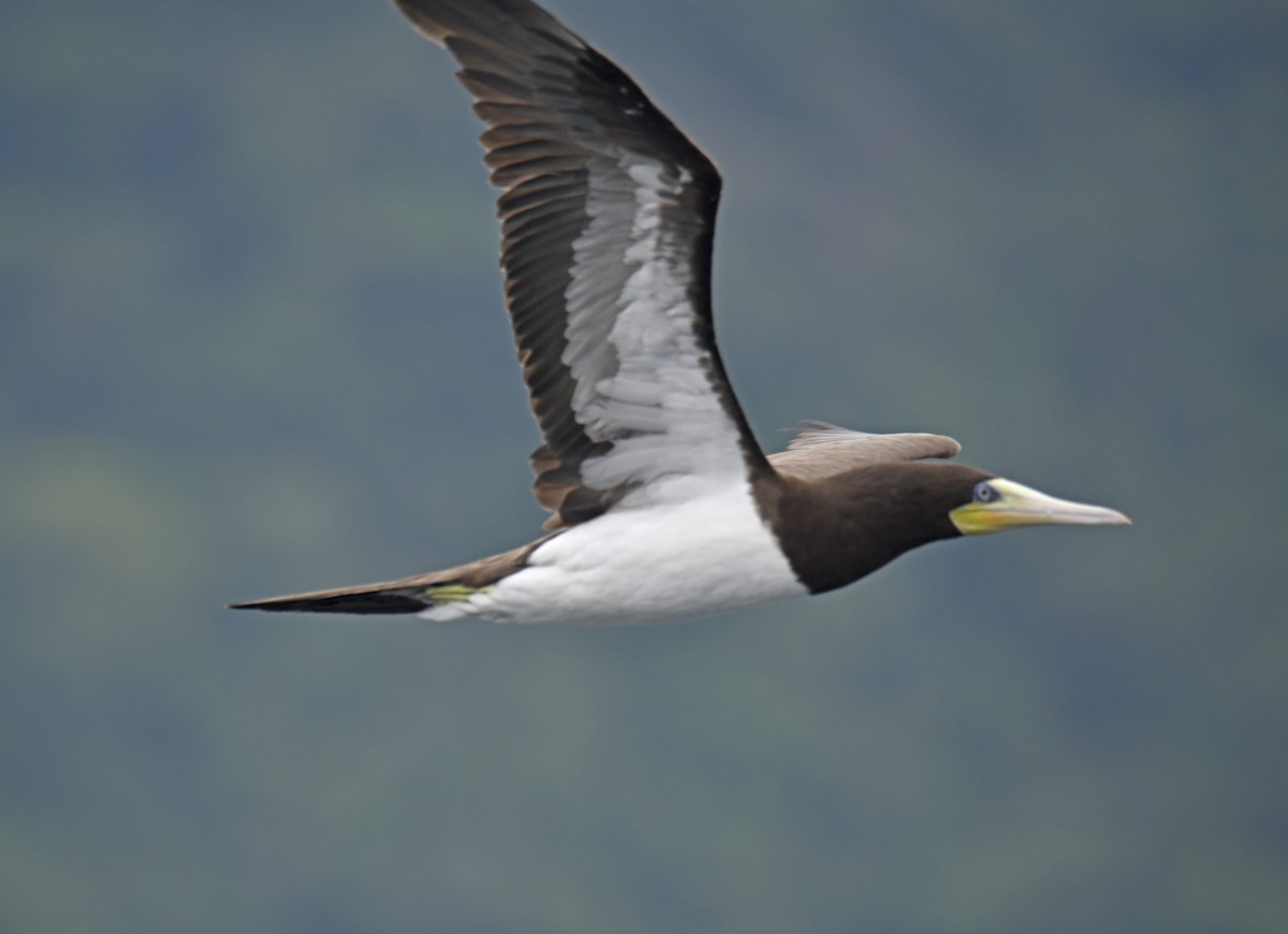 Brown Booby (Atlantic) - ML629894795