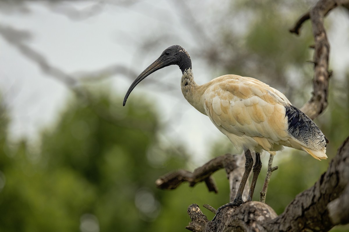 Australian Ibis - ML629894822