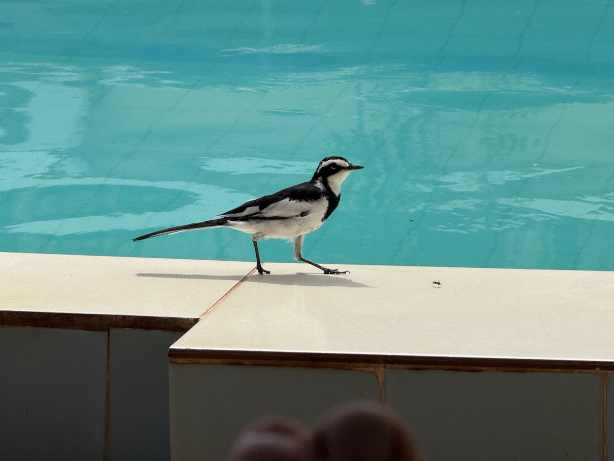 African Pied Wagtail - ML629895215