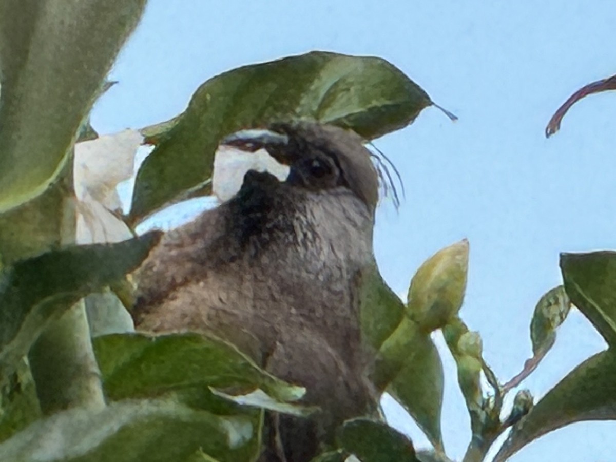 Common Bulbul - ML629895277