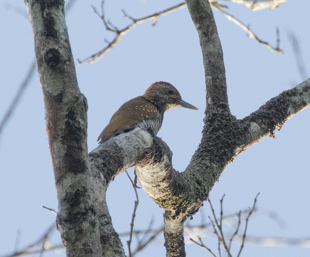 Golden-collared Woodpecker - ML629895313