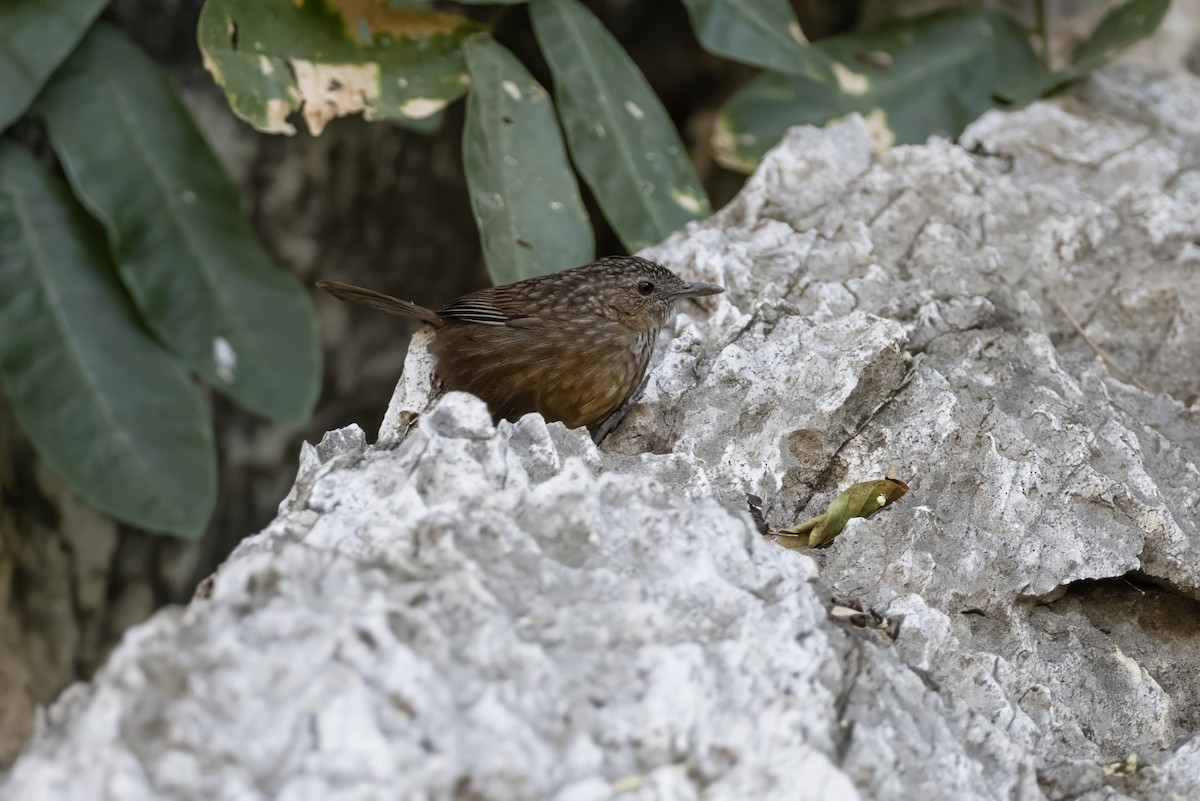 Rufous Limestone Babbler - ML629895338