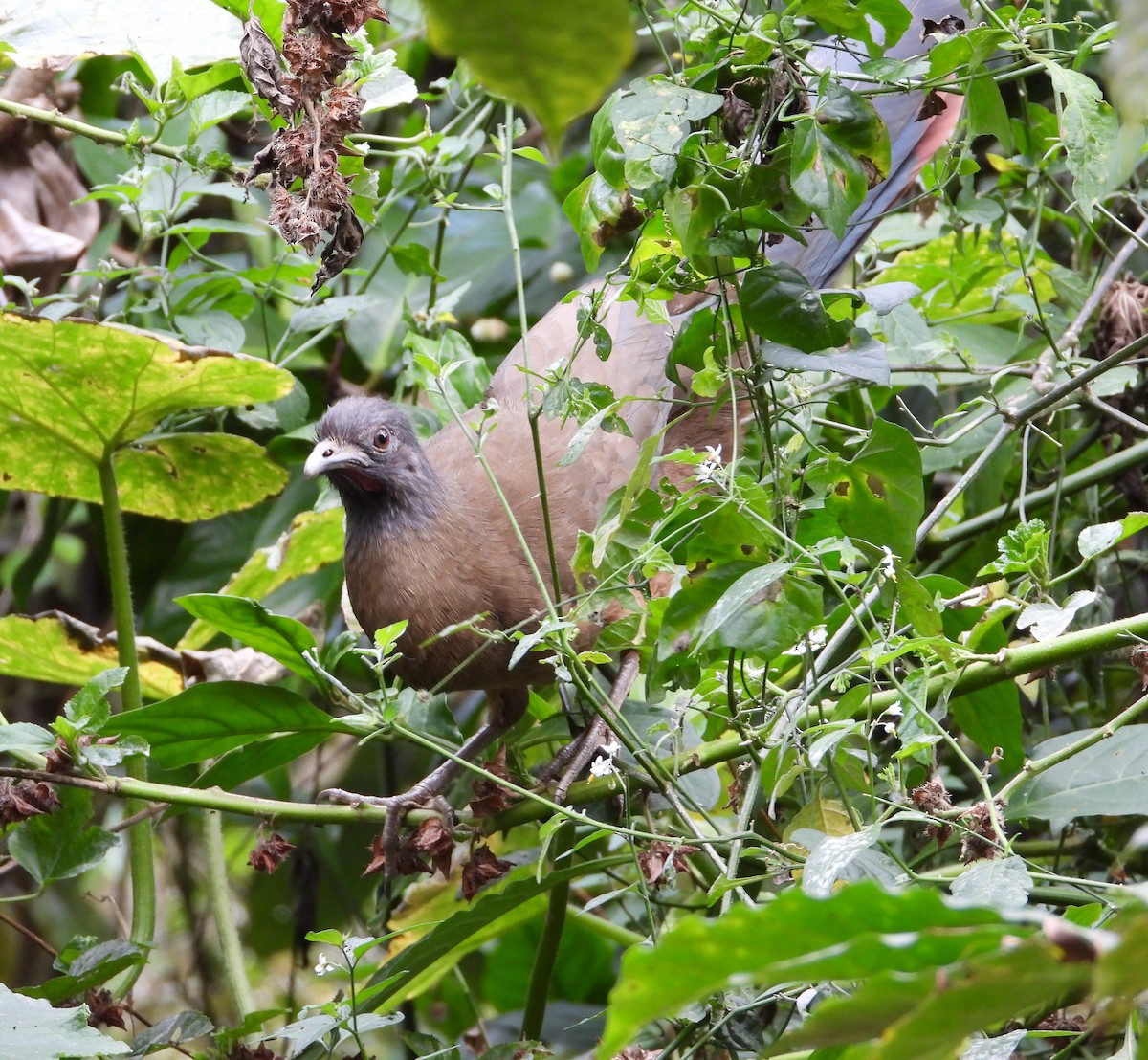 Rufous-vented Chachalaca - ML629895512