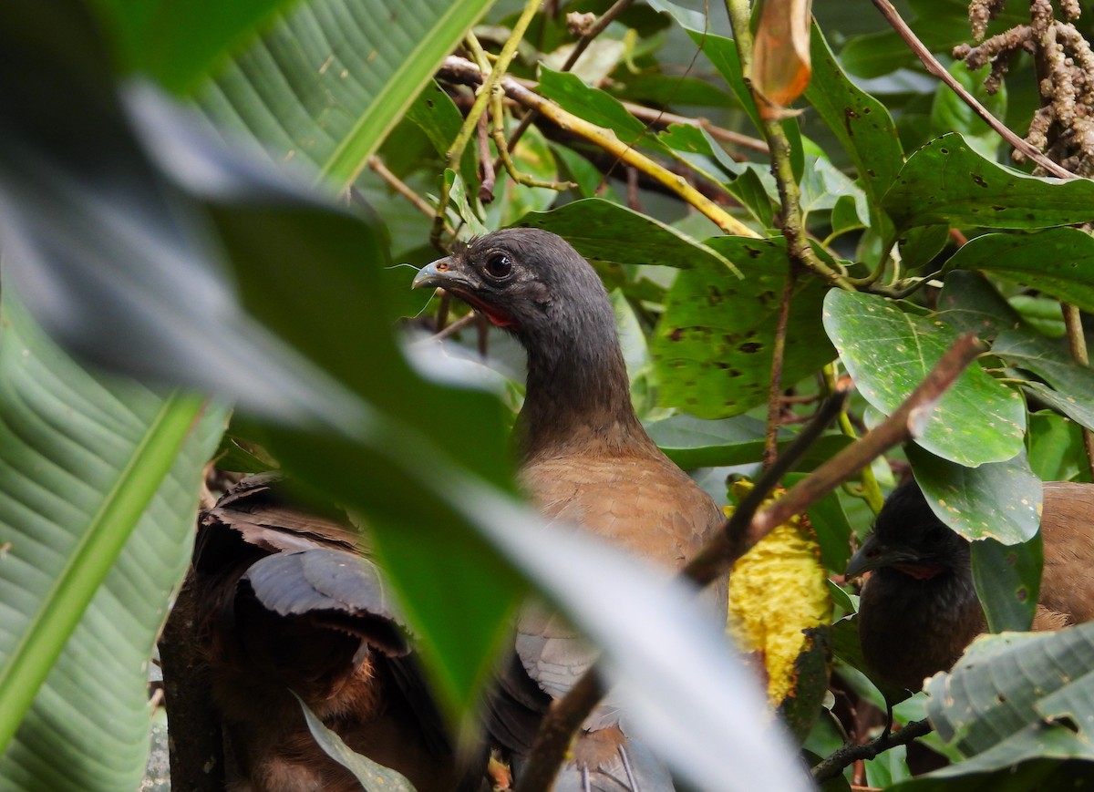 Rufous-vented Chachalaca - ML629895517