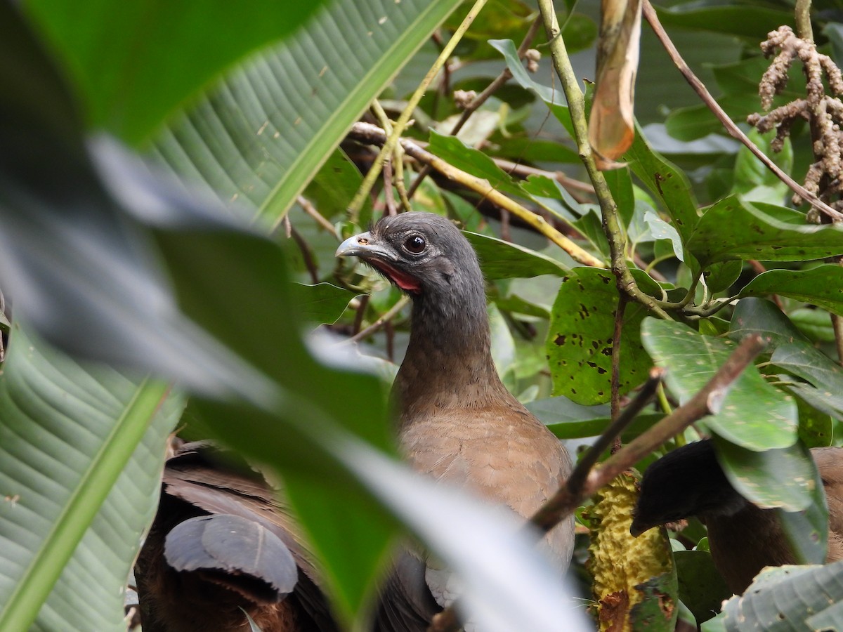 Rufous-vented Chachalaca - ML629895522