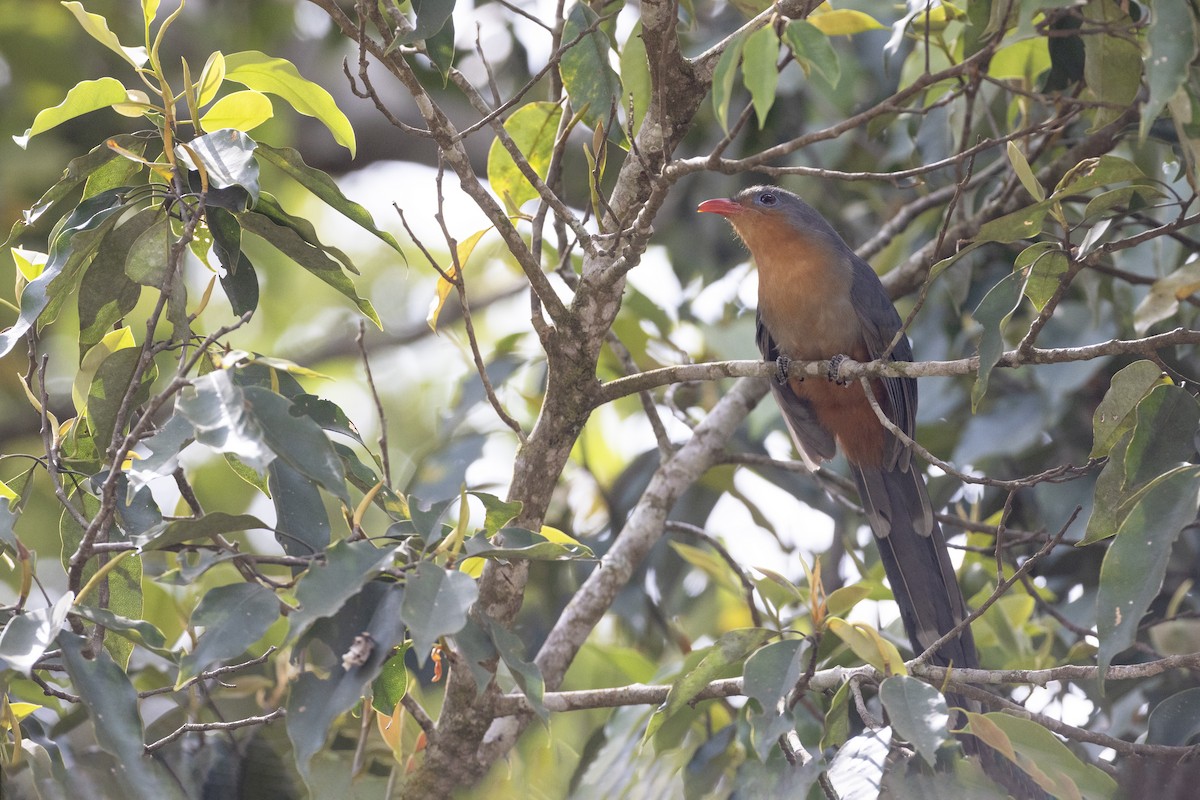 Red-billed Malkoha - ML629895707