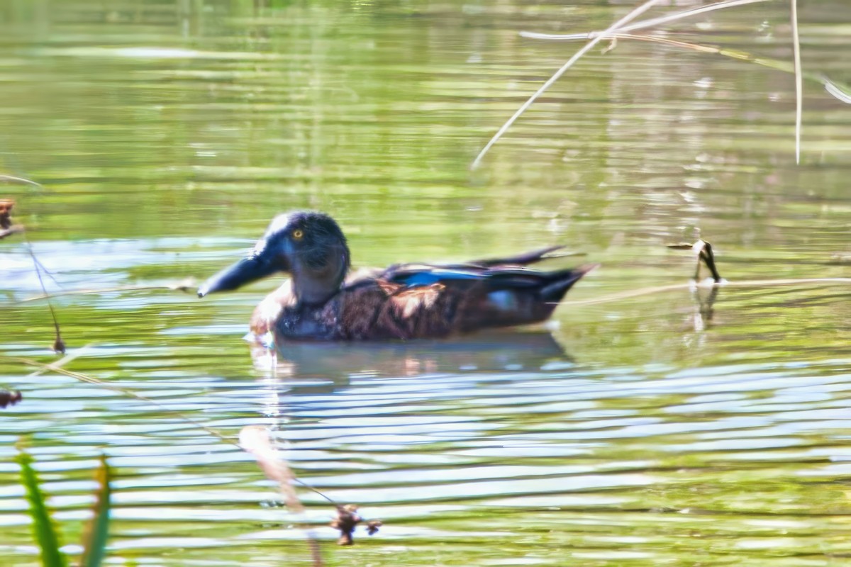 Canard bridé - ML629895721