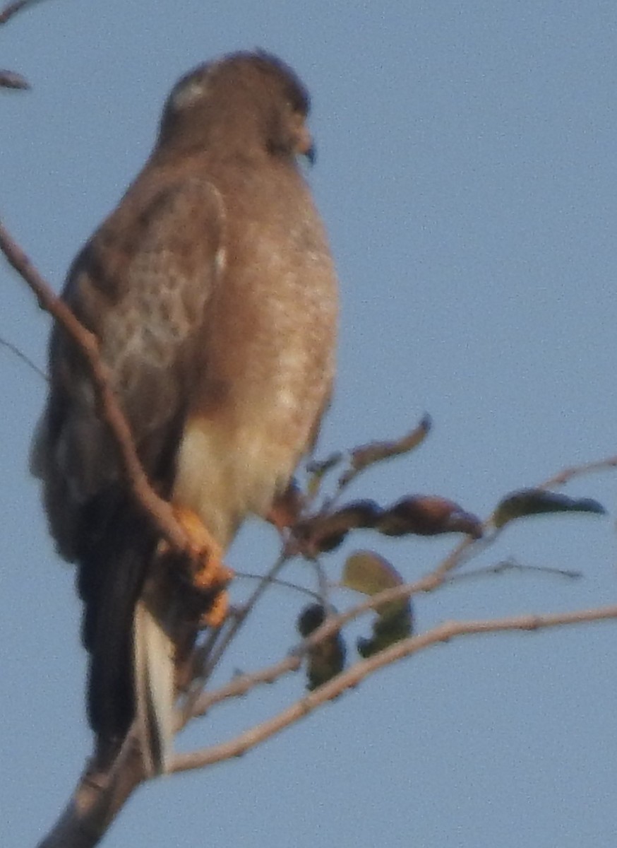 White-eyed Buzzard - ML629895739