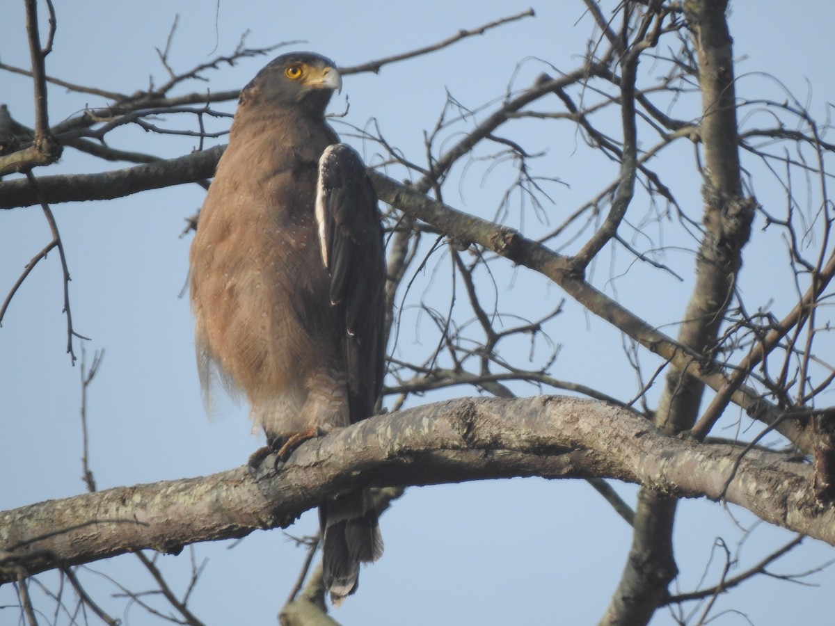 Crested Serpent-Eagle - ML629895754
