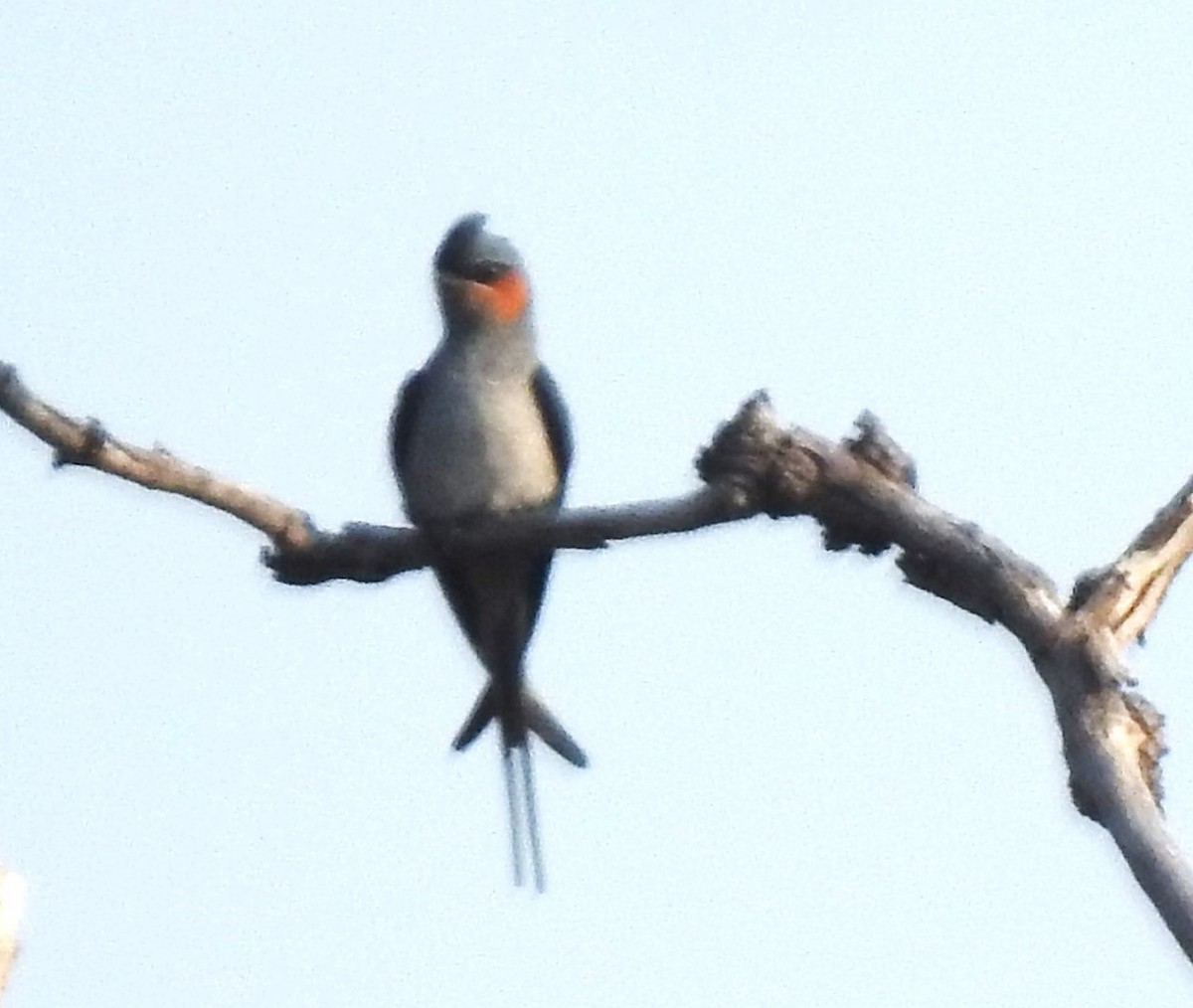 Crested Treeswift - ML629895812
