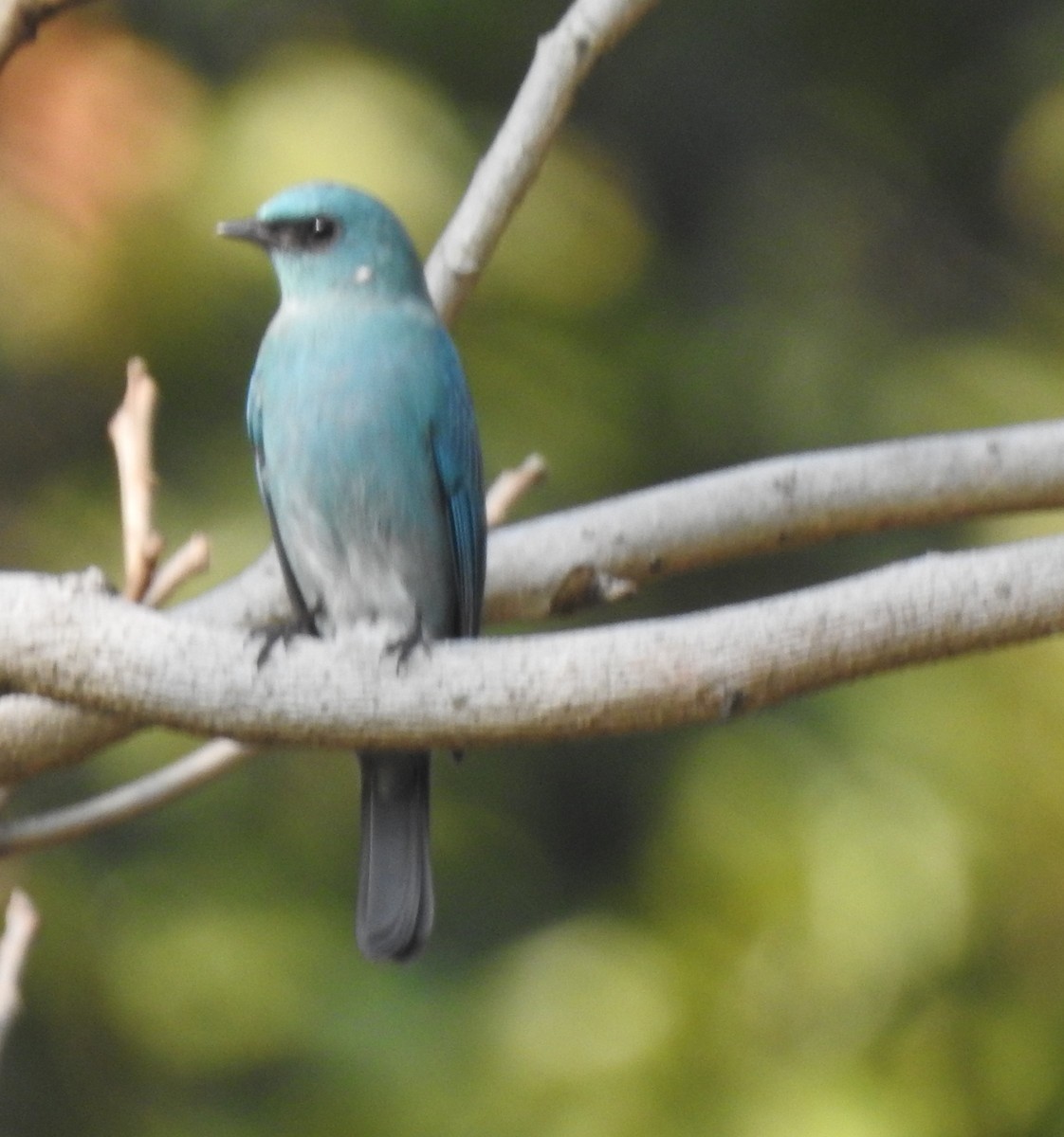 Verditer Flycatcher - ML629895840