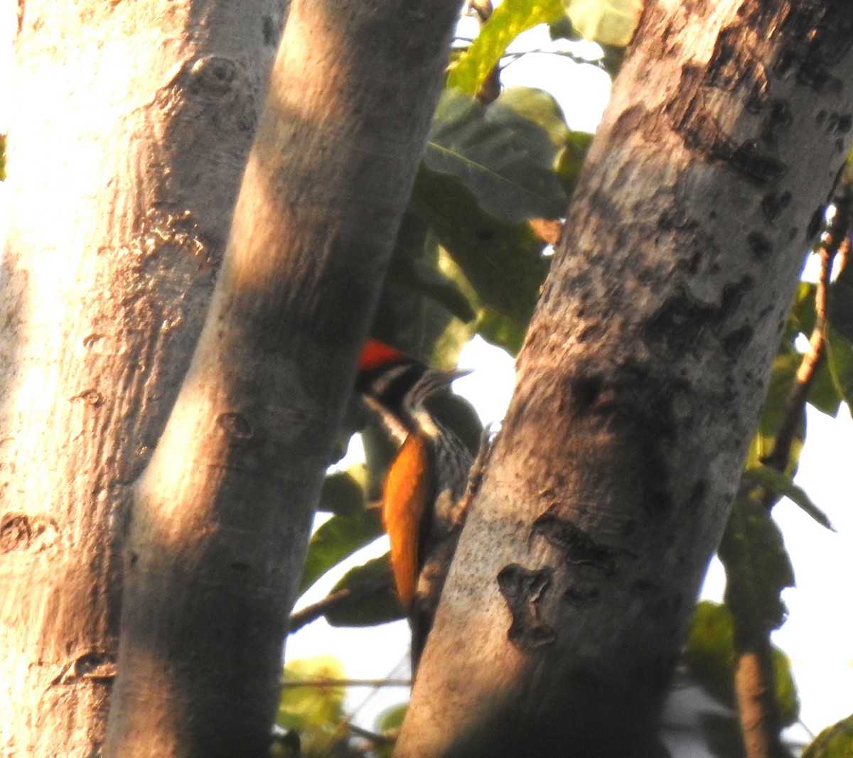 White-naped Woodpecker - ML629895870