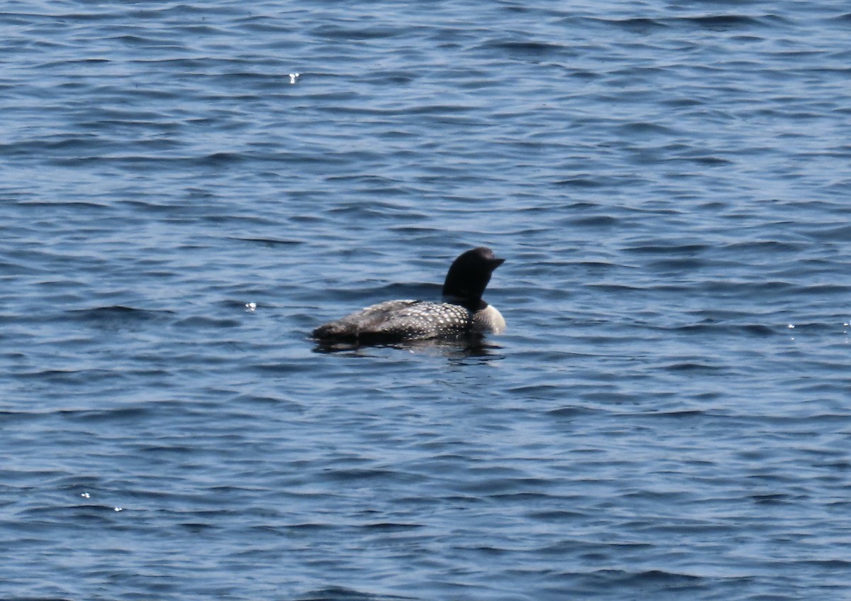 Strolaga maggiore - ML629895872