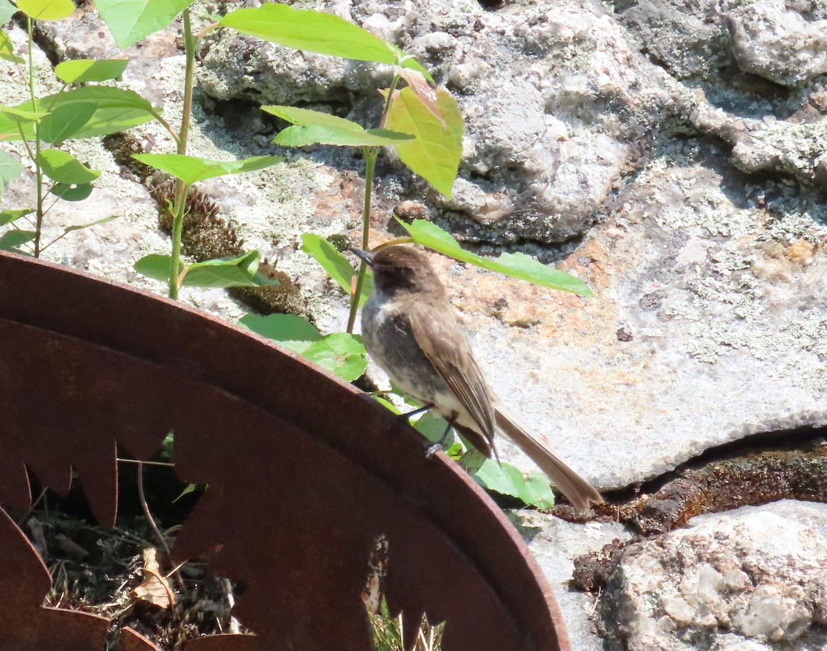 Eastern Phoebe - ML629895910