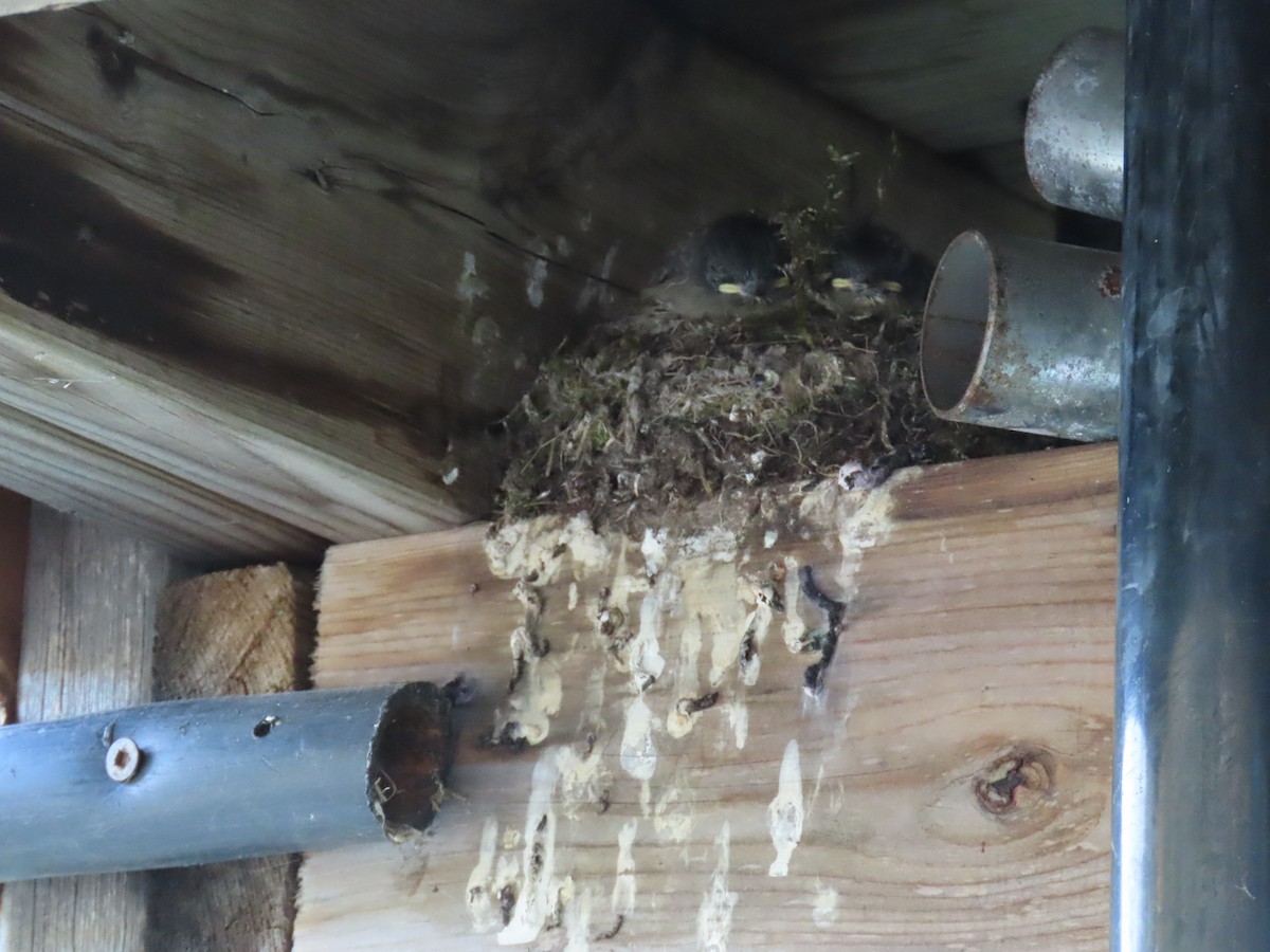Eastern Phoebe - ML629895911