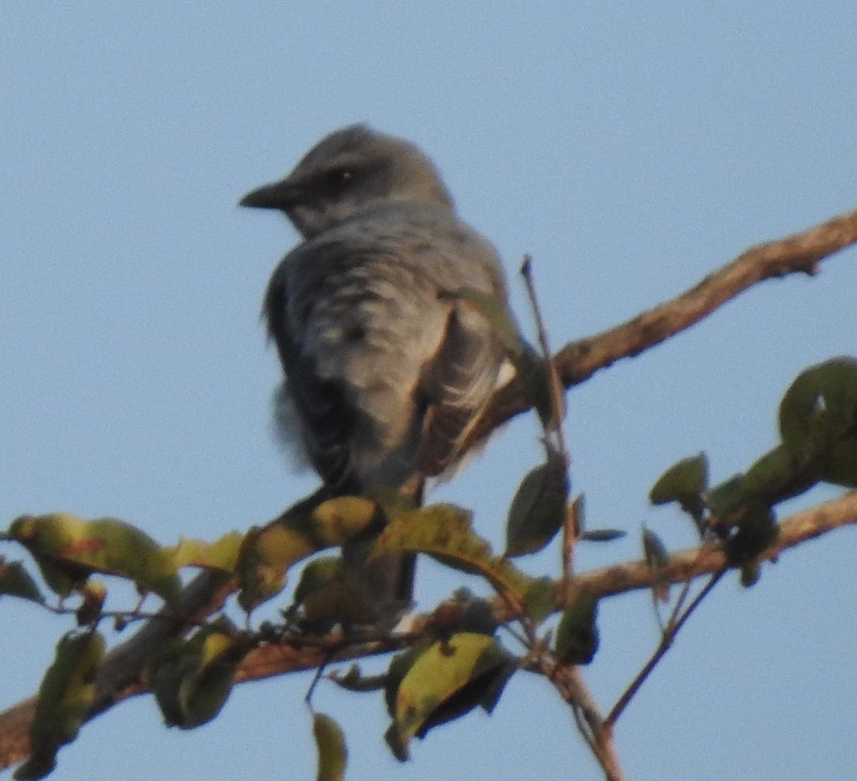 Indian Cuckooshrike - ML629895948