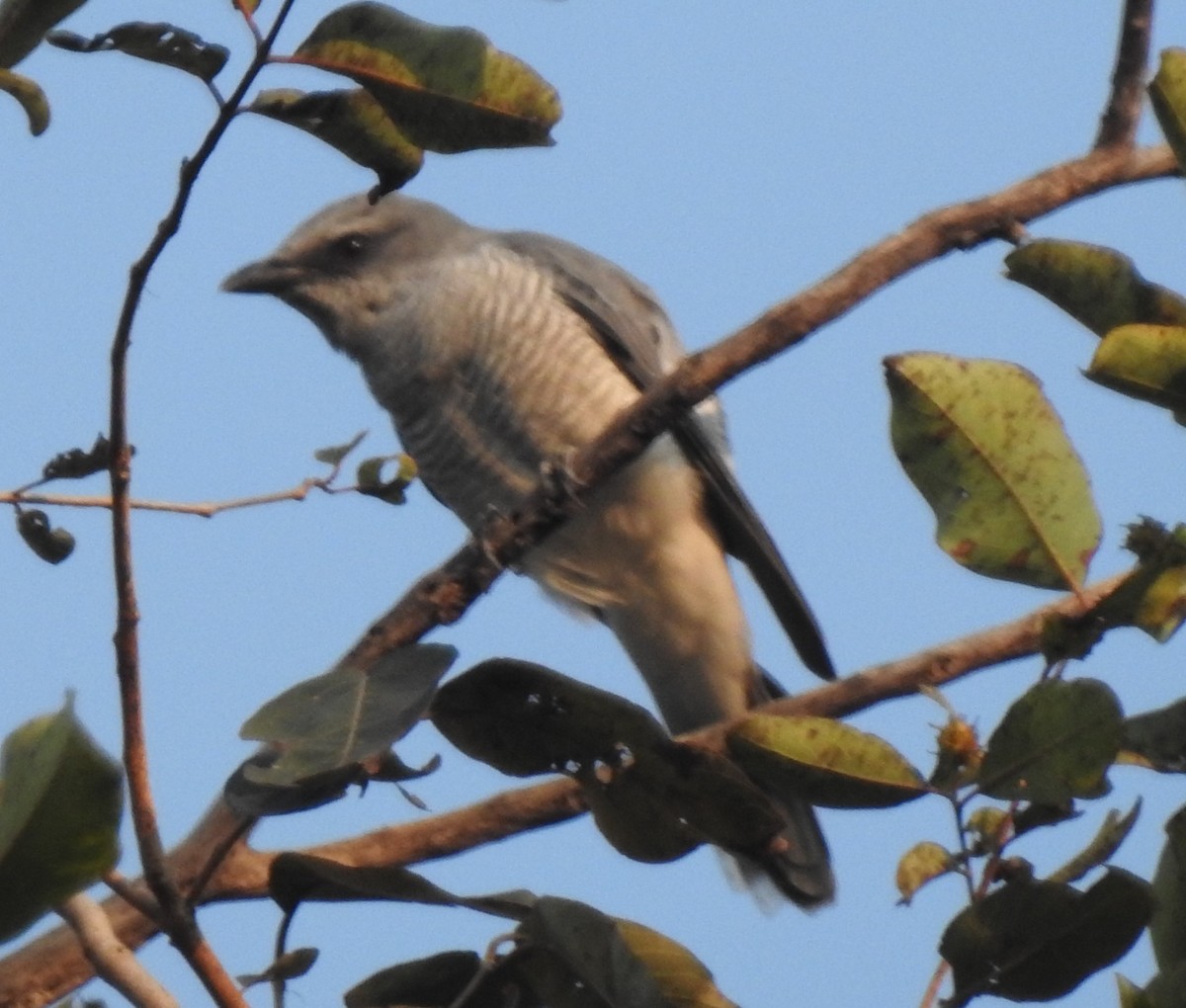 Indian Cuckooshrike - ML629895949