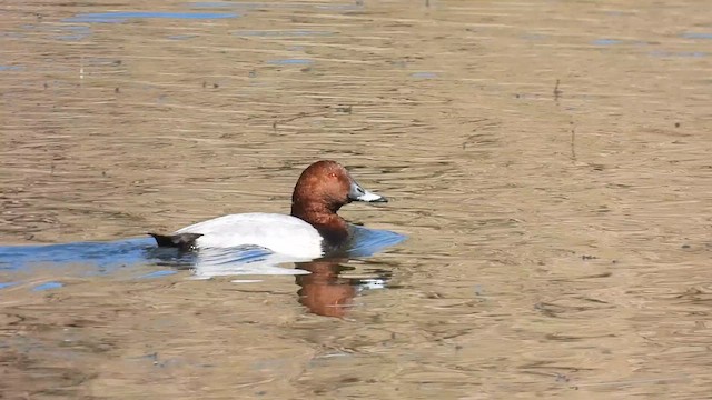 Common Pochard - ML629896387