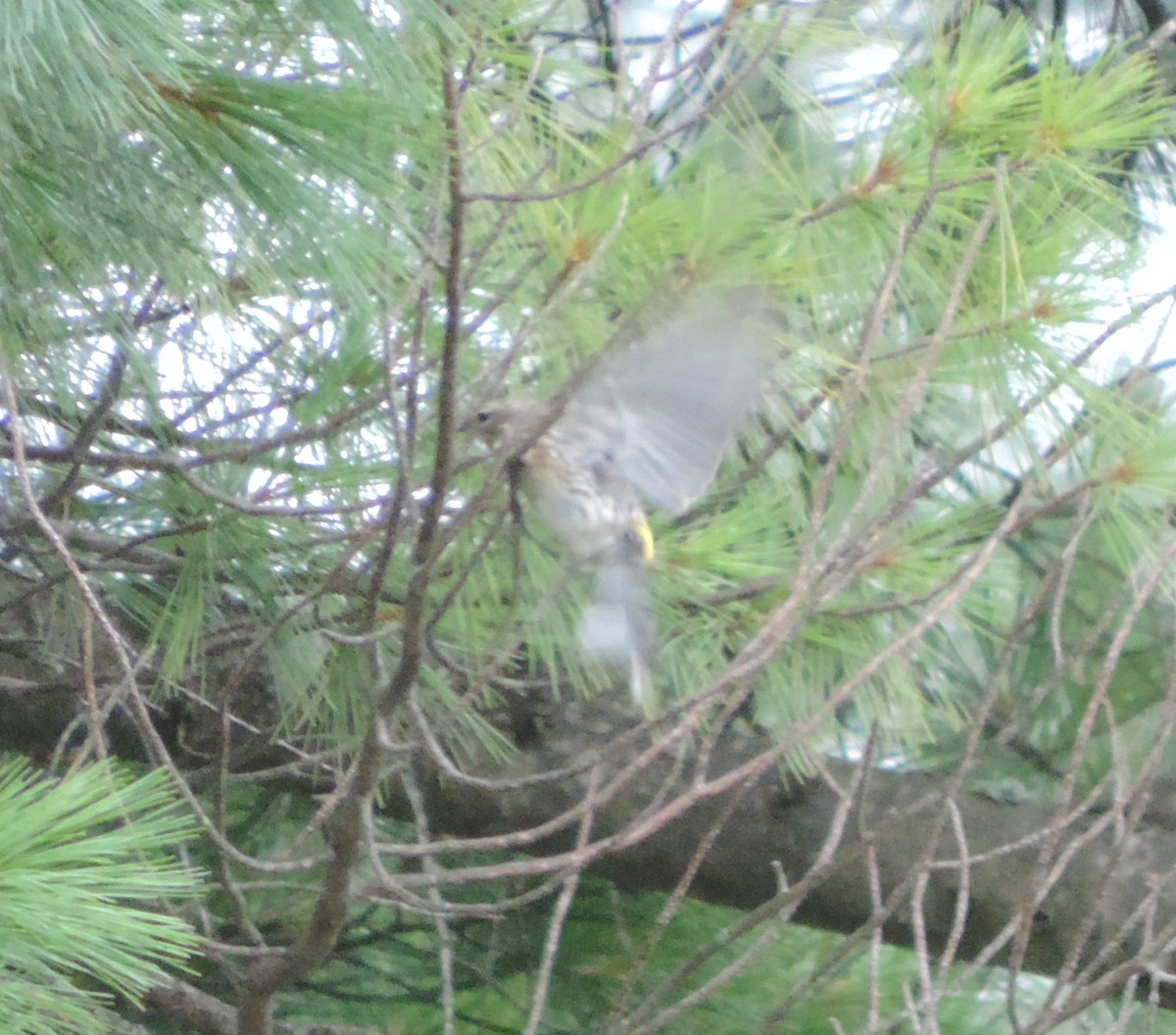 Yellow-rumped Warbler - ML629896477
