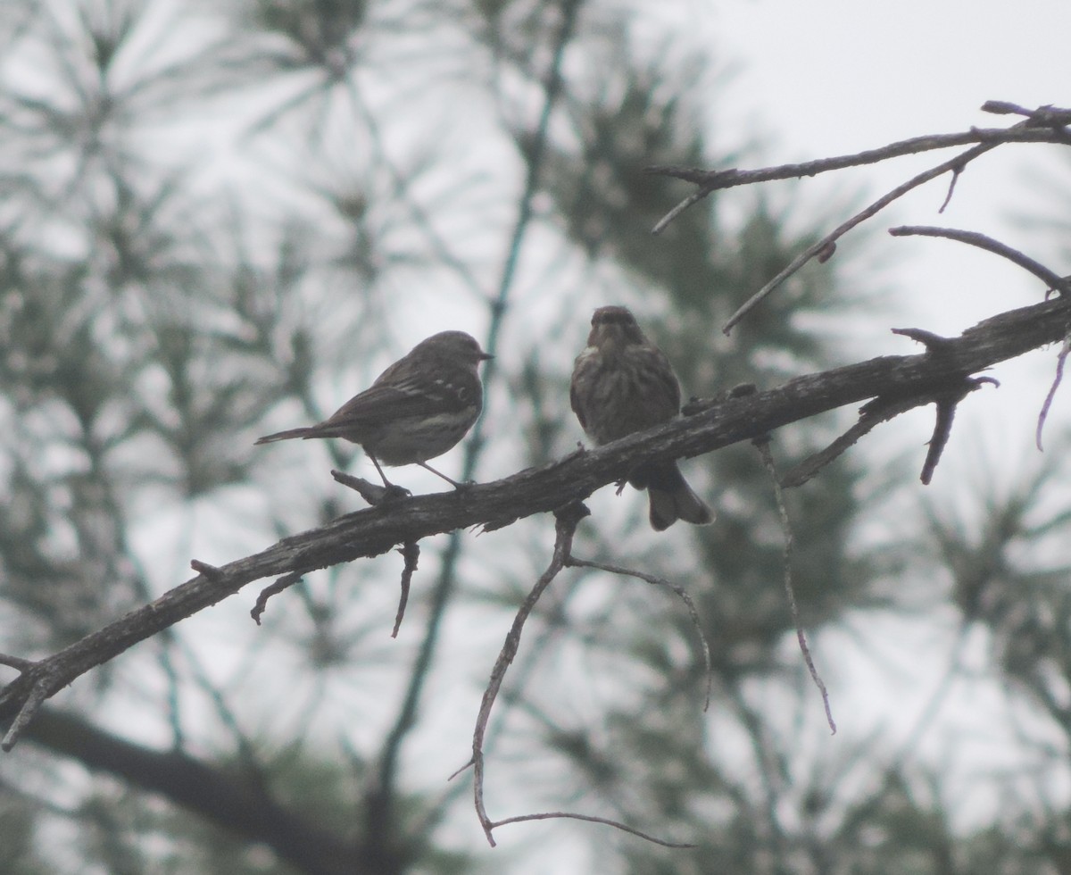 Yellow-rumped Warbler - ML629896480