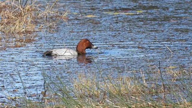 Common Pochard - ML629896565
