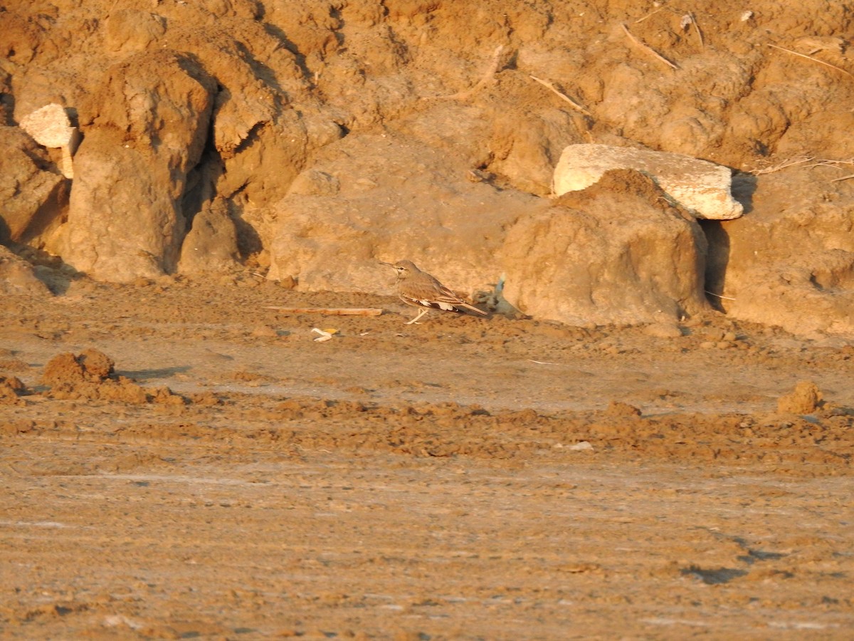 Greater Hoopoe-Lark - ML629896669