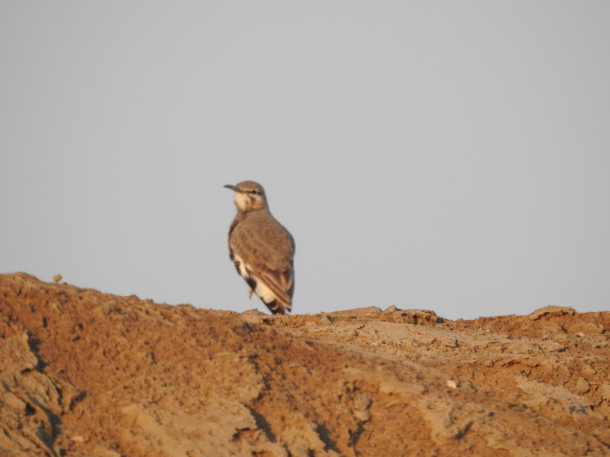 Greater Hoopoe-Lark - ML629896674