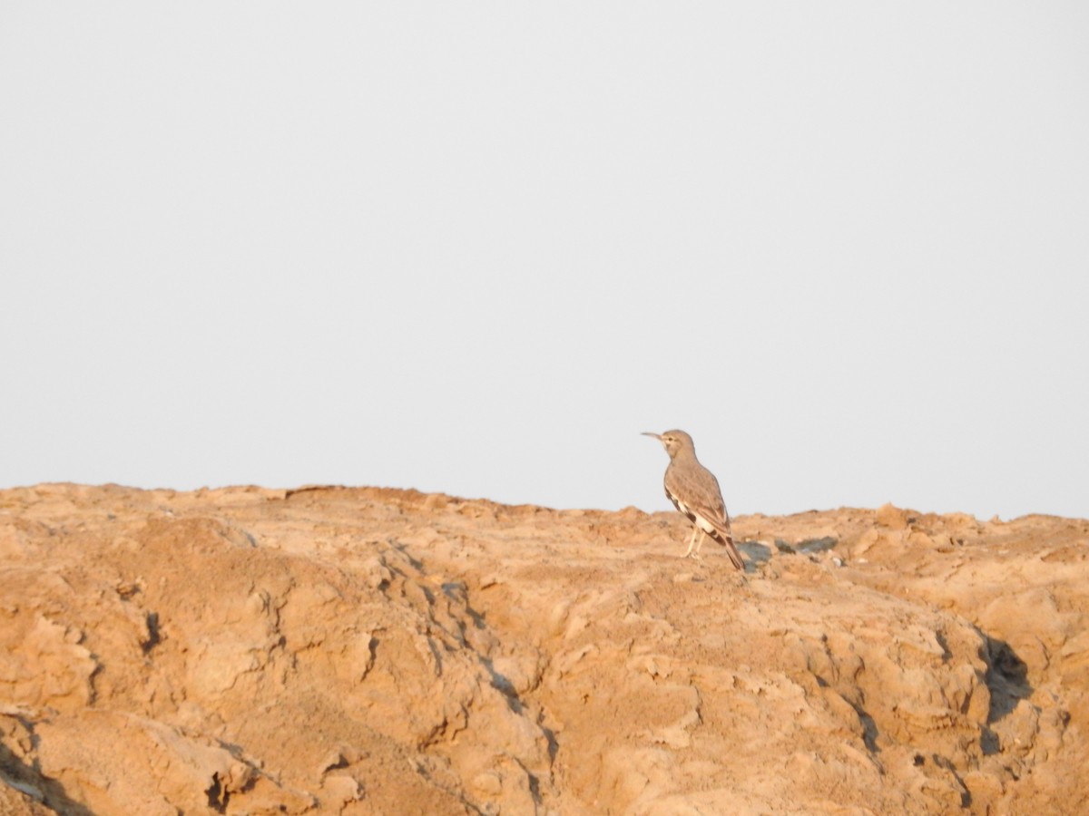 Greater Hoopoe-Lark - ML629896676