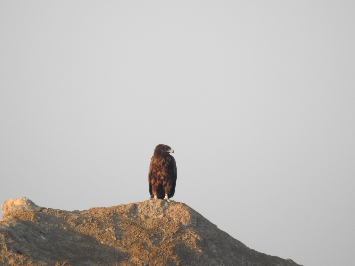 Greater Spotted Eagle - ML629896682