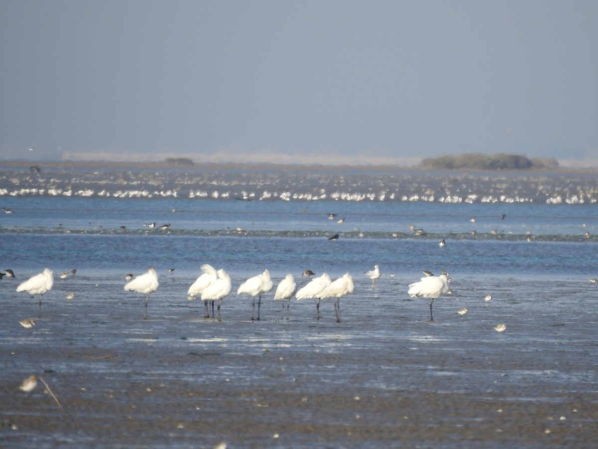 Eurasian Spoonbill - ML629896694