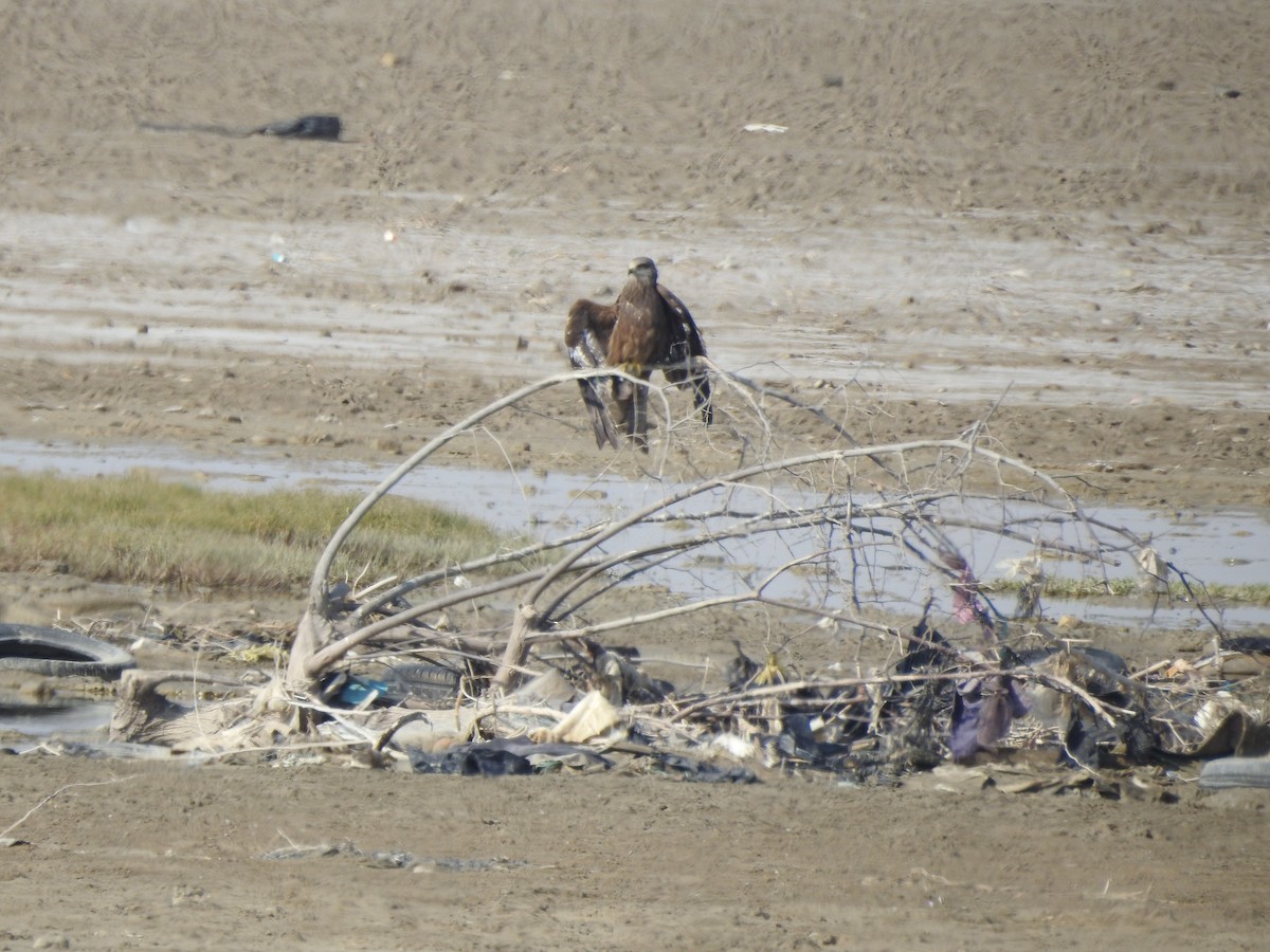 Black Kite - ML629896740