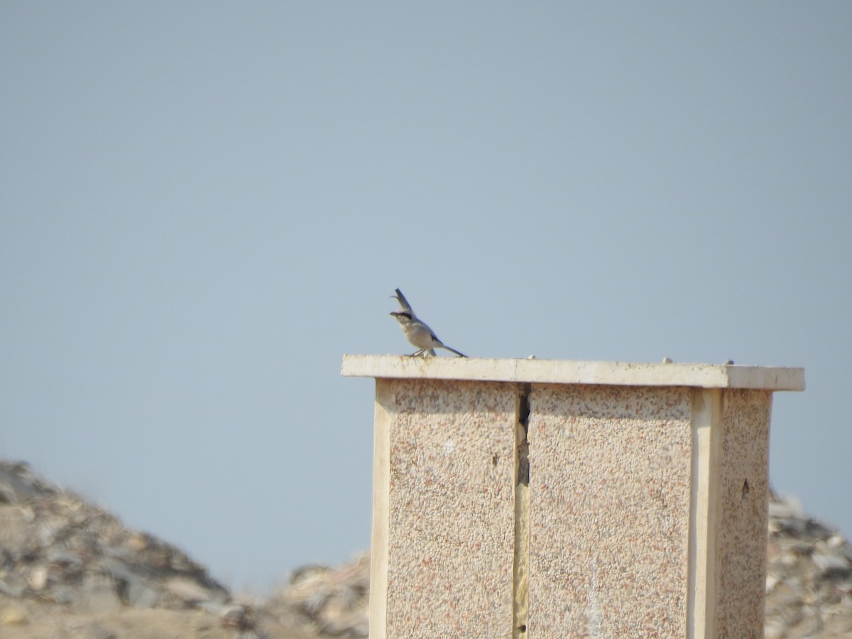 Great Gray Shrike (Steppe) - ML629896750