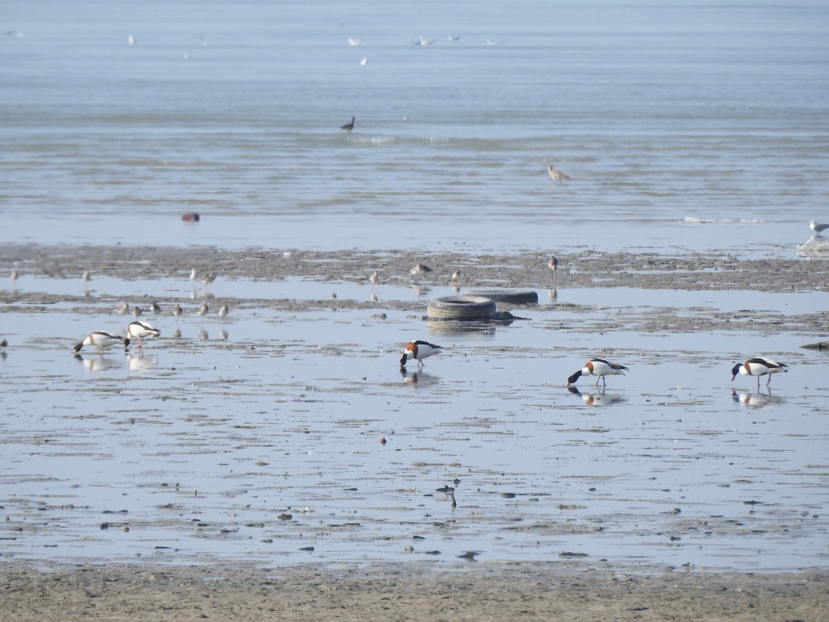 Common Shelduck - ML629896757