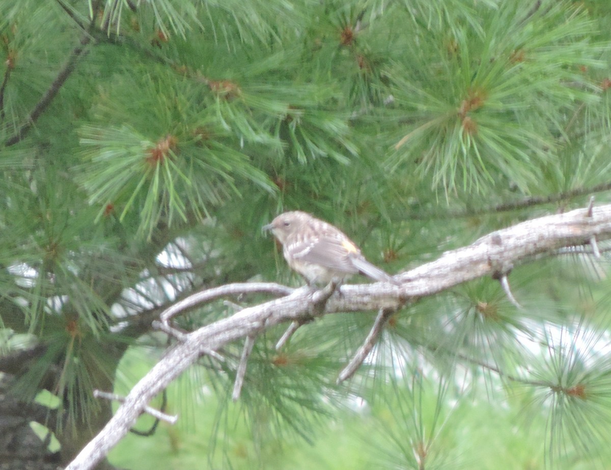 Yellow-rumped Warbler - ML629896793