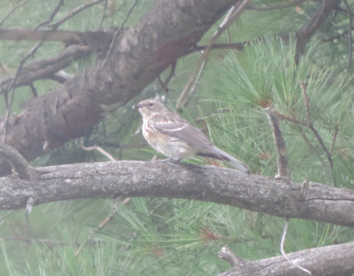 Yellow-rumped Warbler - ML629896795
