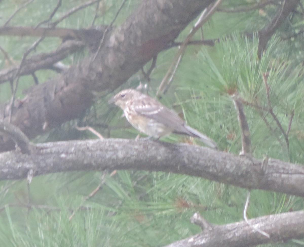 Yellow-rumped Warbler - ML629896796