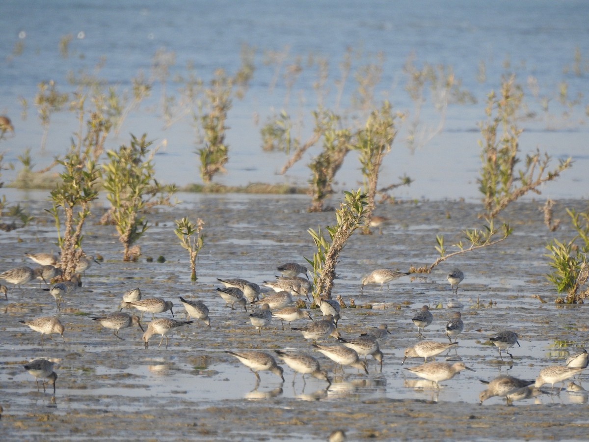 Great Knot - ML629896805