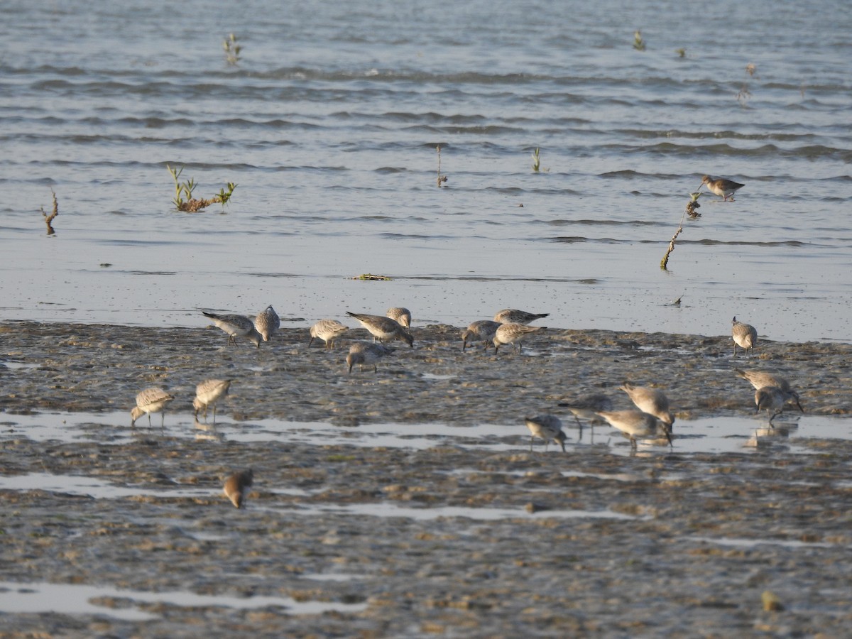 Great Knot - ML629896806