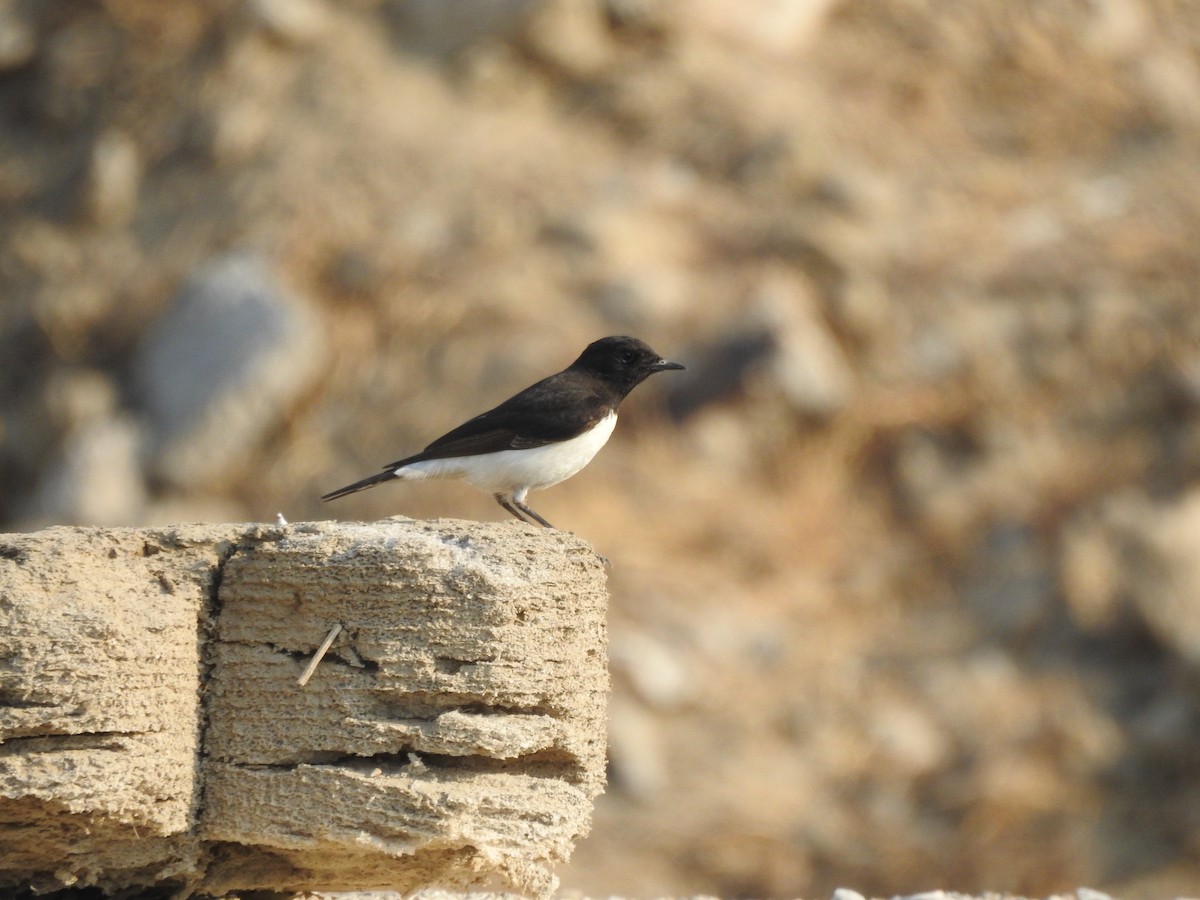 Variable Wheatear - ML629896807
