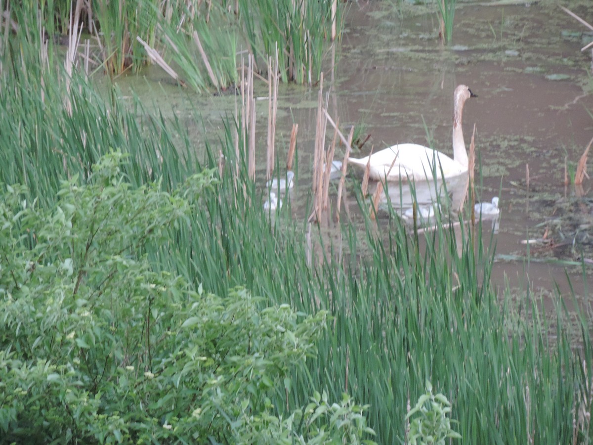 Trumpeter Swan - ML629896810