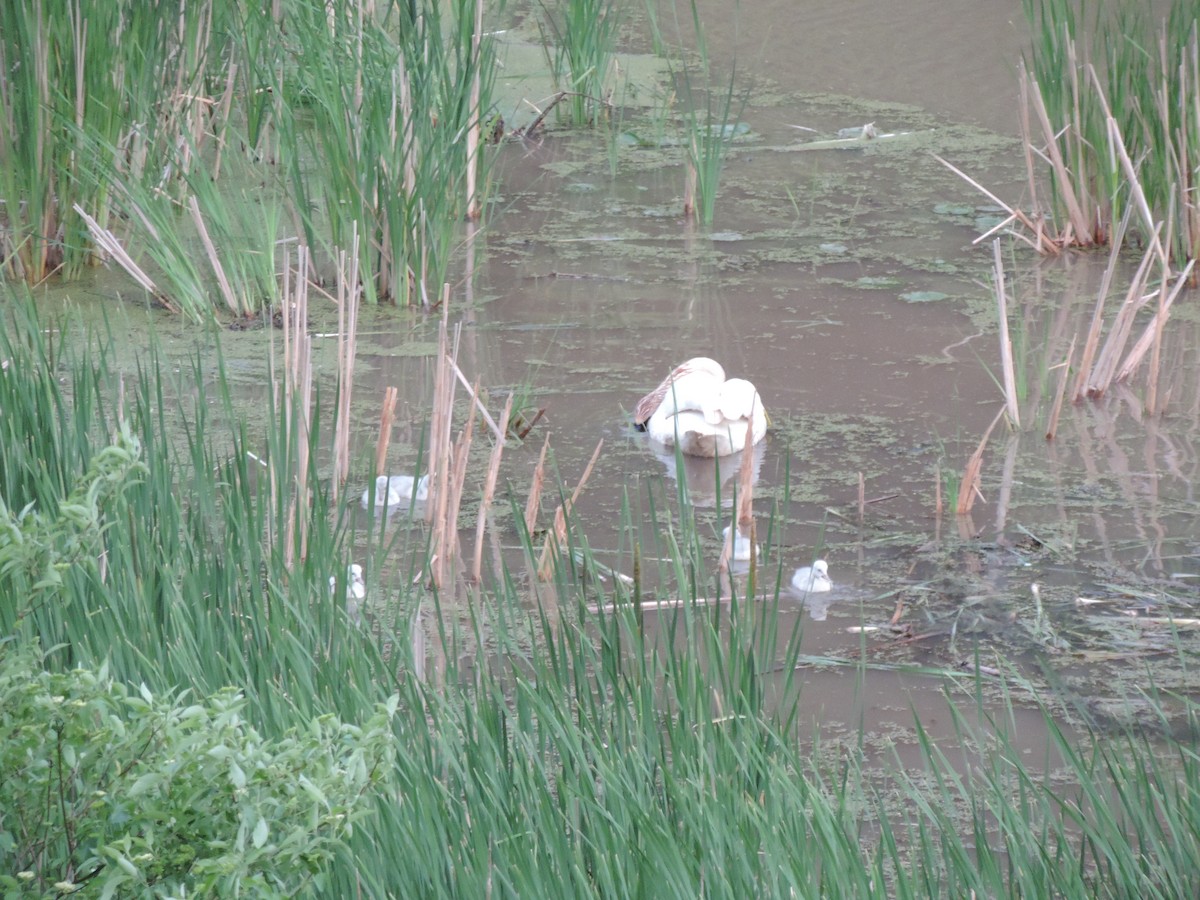 Trumpeter Swan - ML629896811
