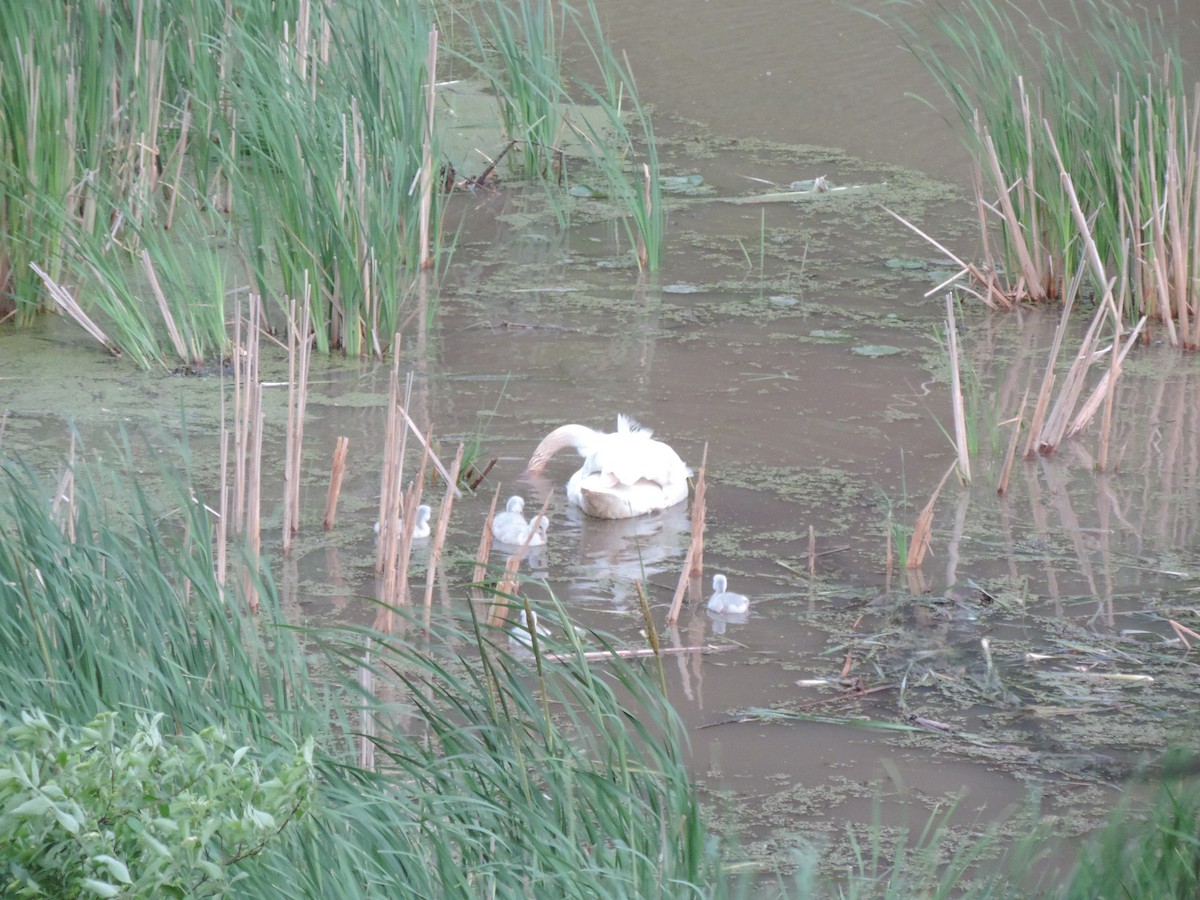 Trumpeter Swan - ML629896812