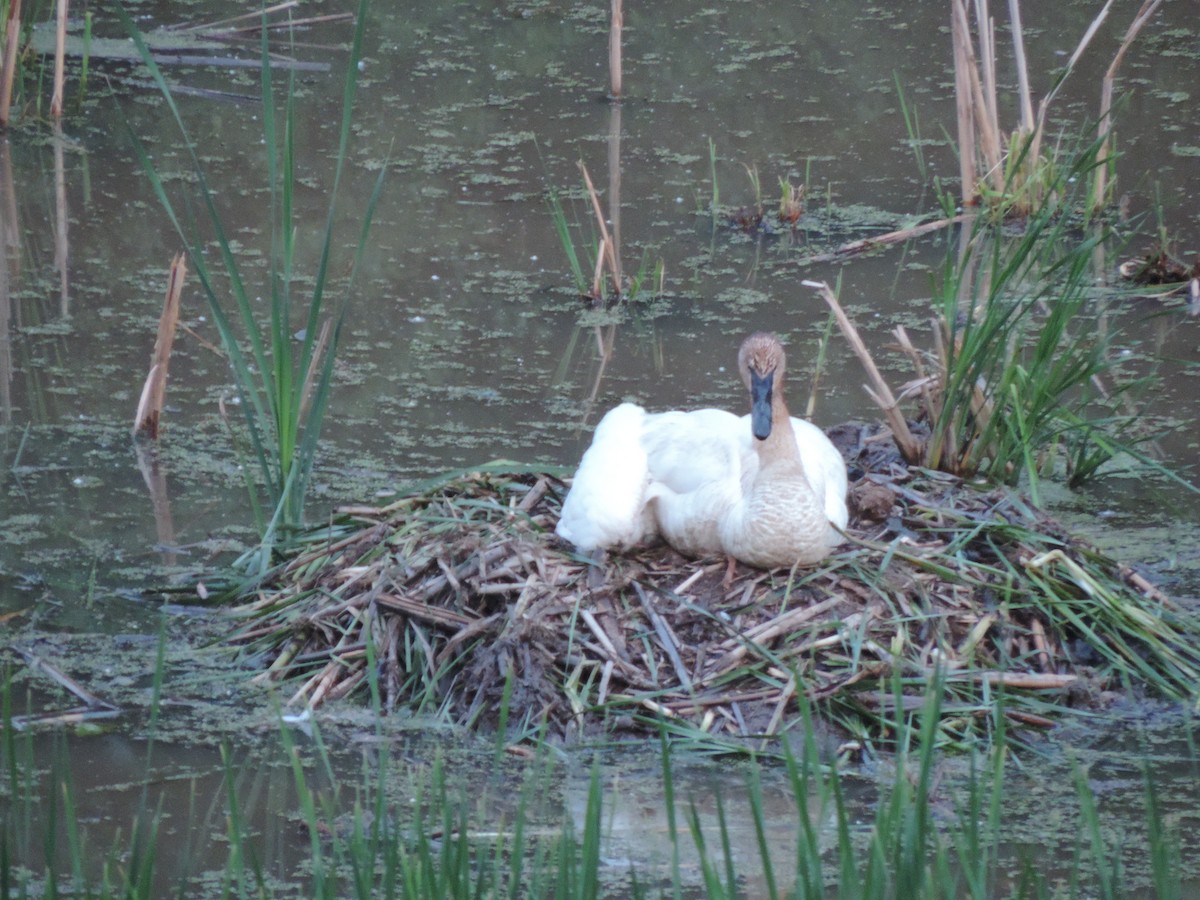 Trumpeter Swan - ML629896813
