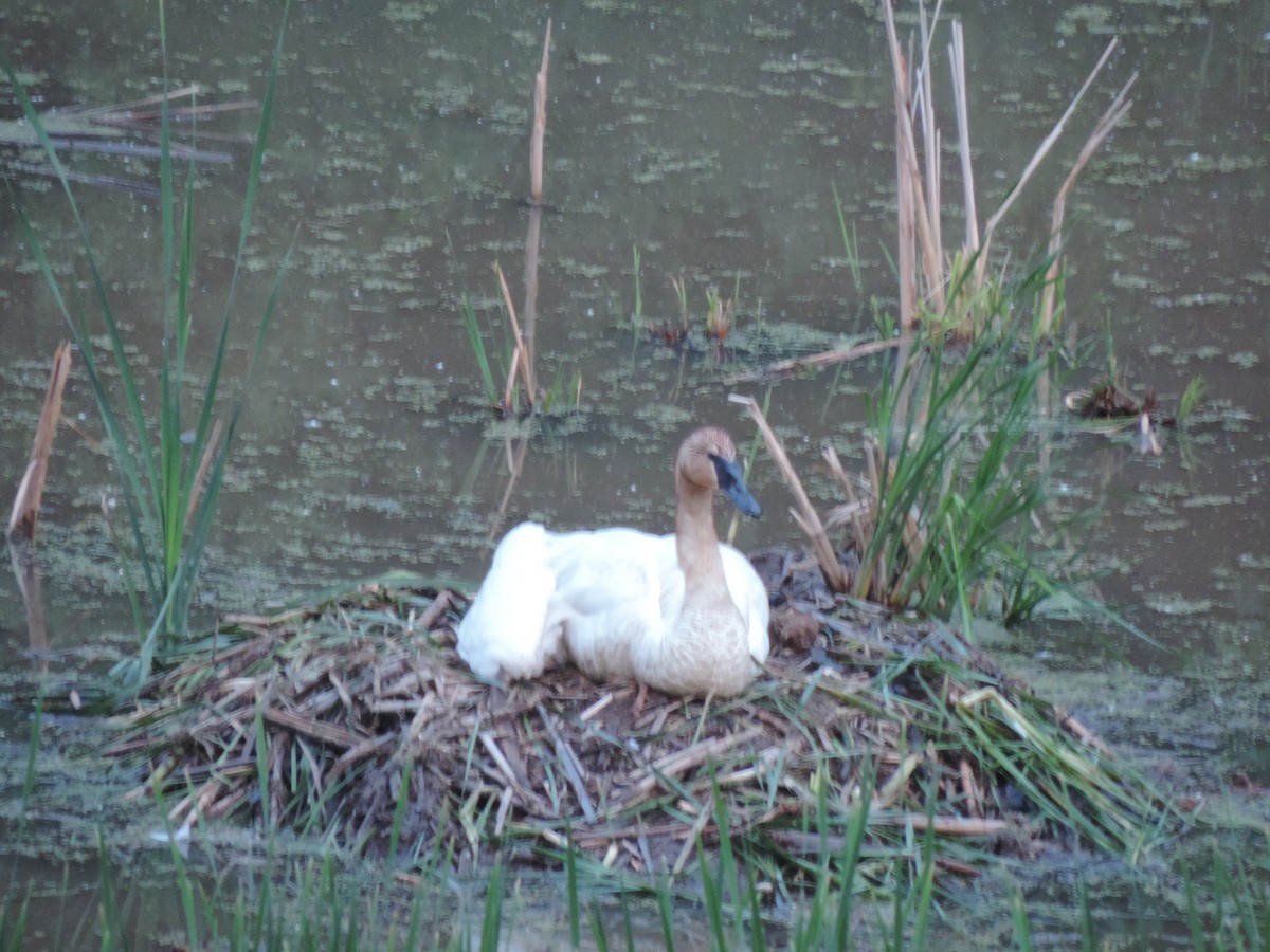 Trumpeter Swan - ML629896814