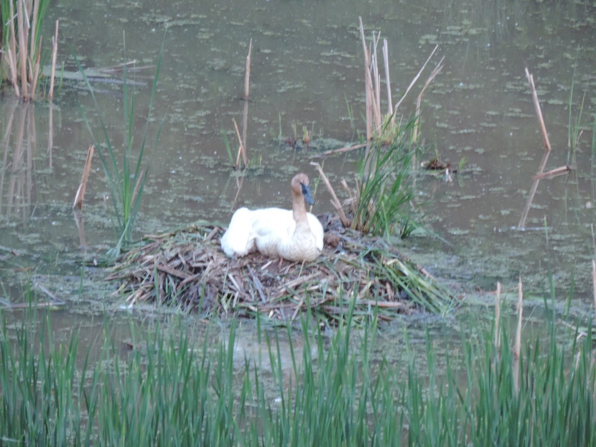 Trumpeter Swan - ML629896815