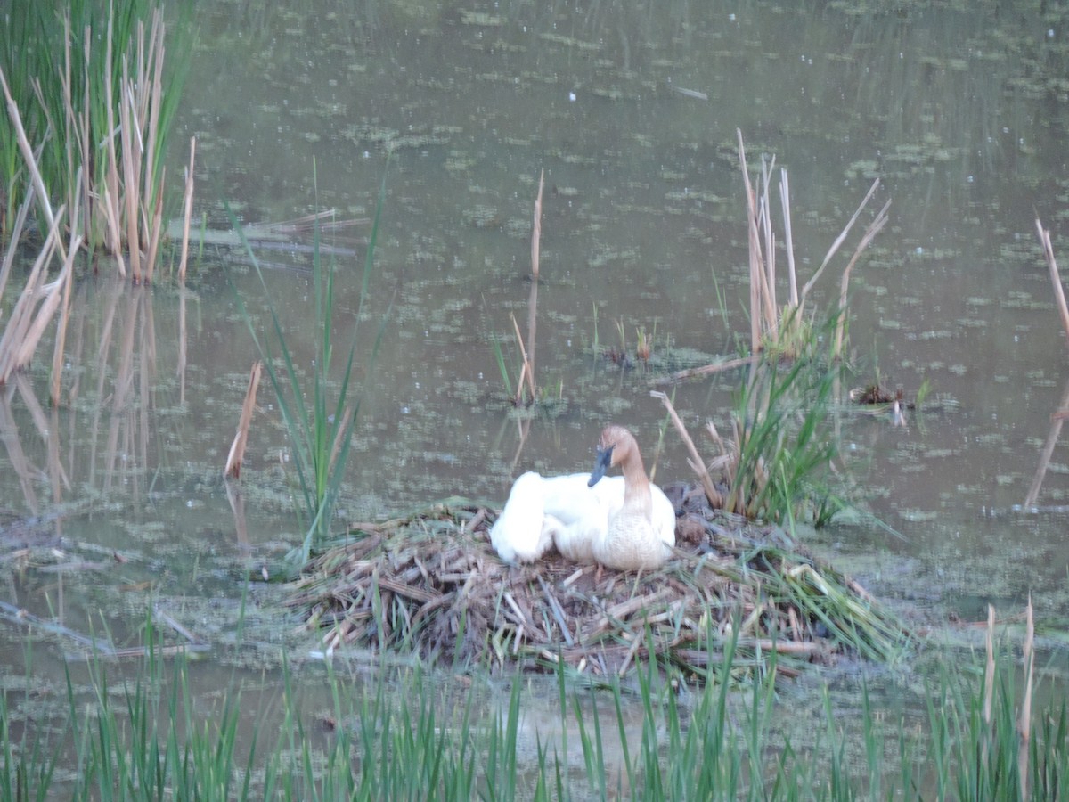 Trumpeter Swan - ML629896816