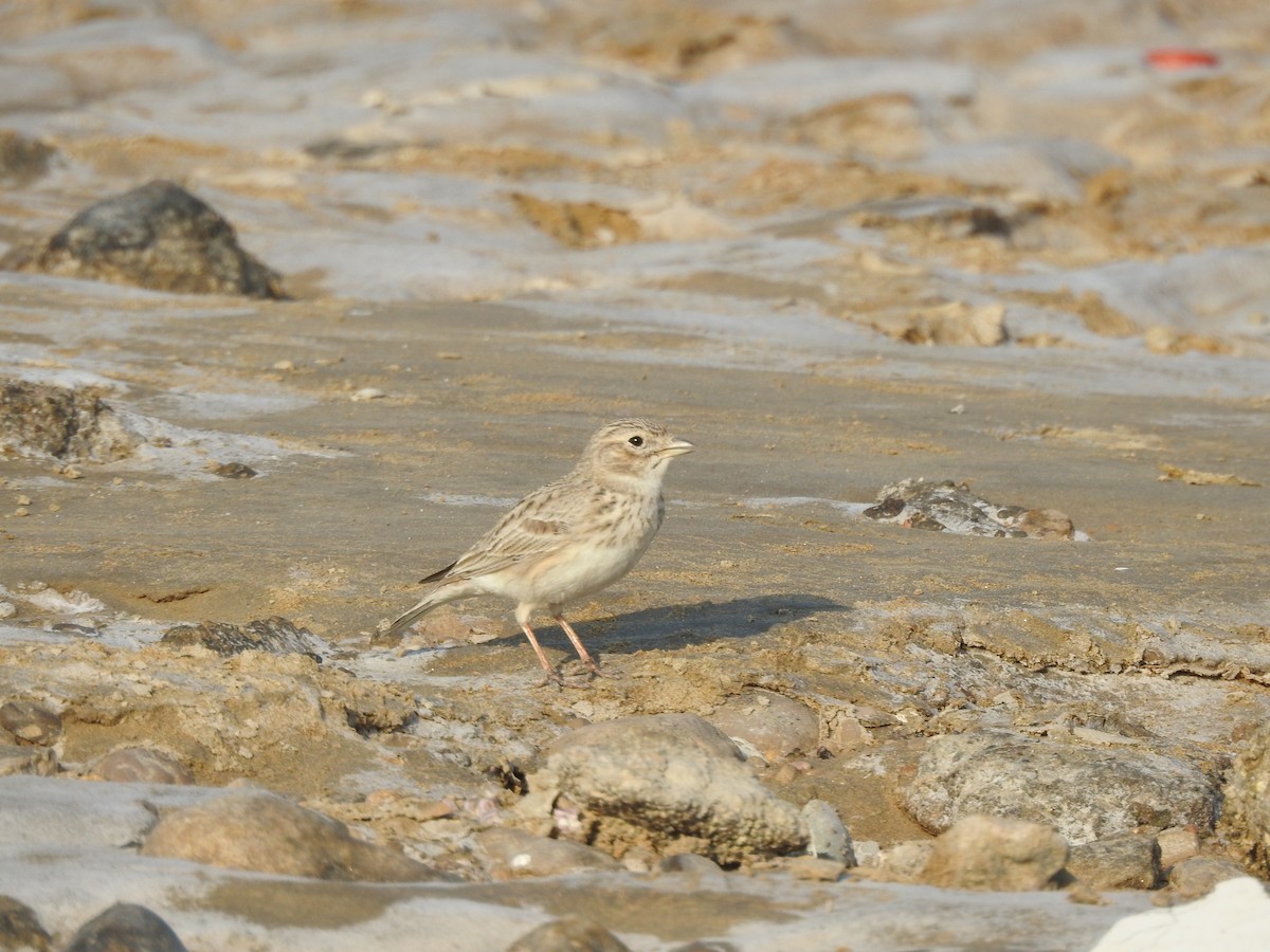 Sand Lark - ML629896821